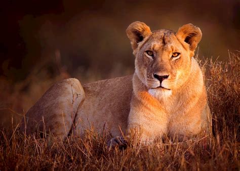 Luxury Kenya safari & beach tour | Audley Travel UK