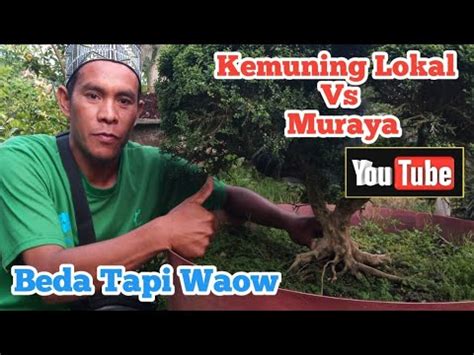 Dua Bahan Bonsai Kemuning Lokal Dan Kemuning Super Mikro Muraya