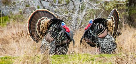 World S Most Expensive Turkeys For Thanksgiving