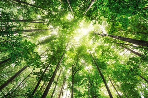 What is Green and How Does it Apply to Me? — Love The Home You're With