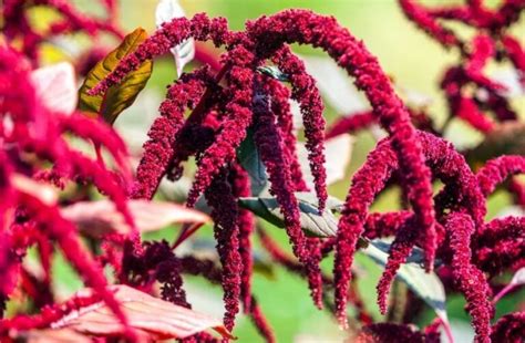 15 Proven Health Benefits Of Amaranth Chaulai Nutrition And Side