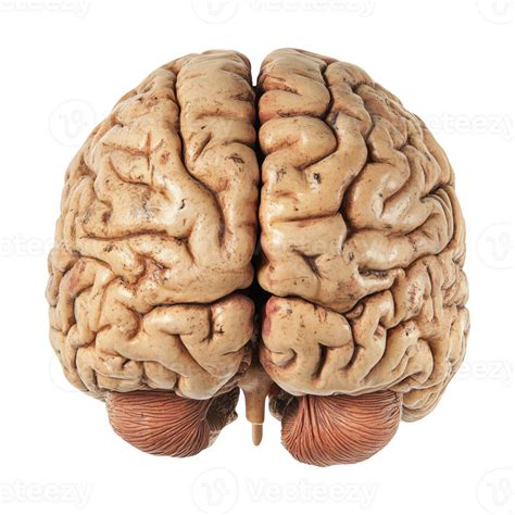 realistic human brain  transparent background  png