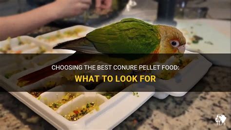 Choosing The Best Conure Pellet Food What To Look For Petshun