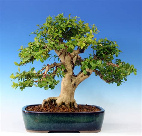 Common Boxwood Tree Buxus Sempervirens Exotic Tree Bonsai Tree