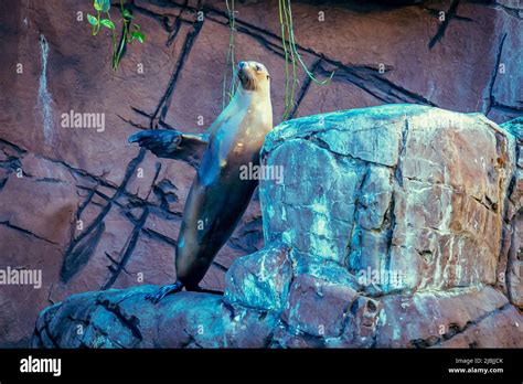 Mooloolaba Queensland Australia Seal Posing During A Performance