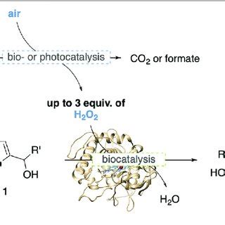 Optimization Of The Oxidase Peroxidase Coupled Achmatowicz