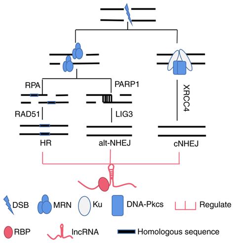 LncRNAs Are Involved In The Regulation And Selection Of Different DSB