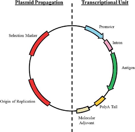 Generic design of a plasmid DNA vaccine. | Download Scientific Diagram