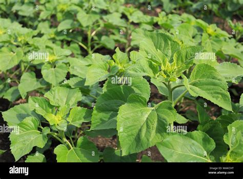 Sunflower Seedling Identification