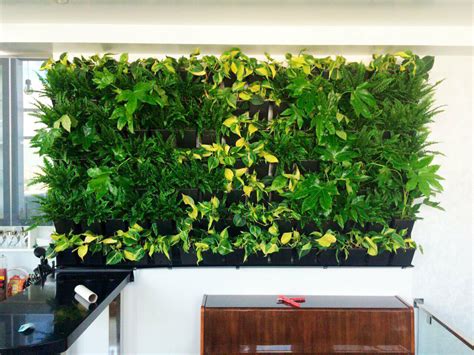 Вертикальное озеленение: создайте дома сад - Бізнес новини Ужгорода