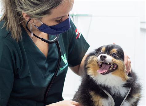 Veterinário em santos como escolher um para cuidar do pet Vitale CMV