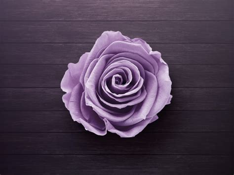 What Do Purple Roses Mean? Plus Exciting Ways to Give Them - PairedLife