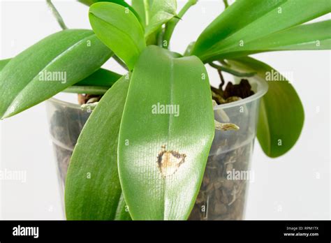 Disease On The Leaf Of An Orchid Close Up Sun Burn On An Orchid Leaf