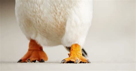 do penguins have knees Archives