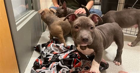 16 American Bully dogs, "mostly puppies," up for adoption with MSPCA