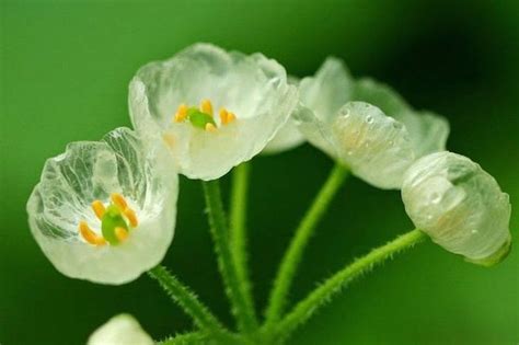 Двулистник Грея (лат. Diphylleia grayi). Энциклопедия. Материал для ...