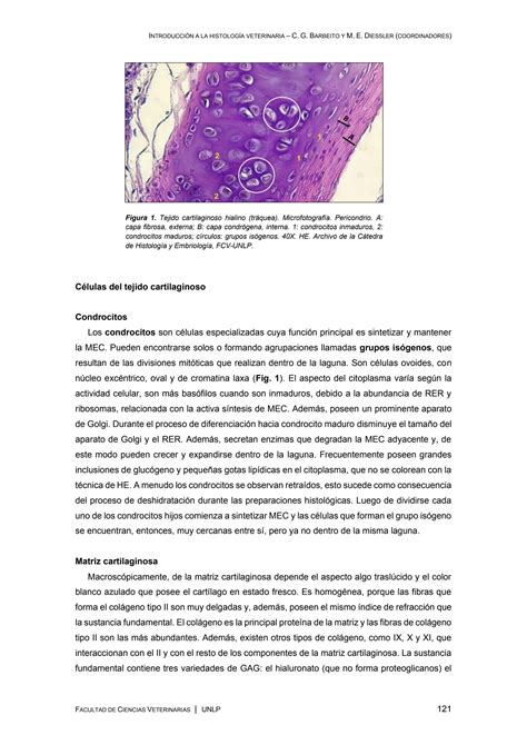 Solution Histologia Del Tejido Cartilaginoso Y Seo Studypool