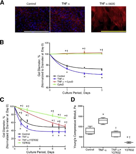Role of actin cytoskeleton in tumor necrosis factor (TNF)-aeinduced ... 