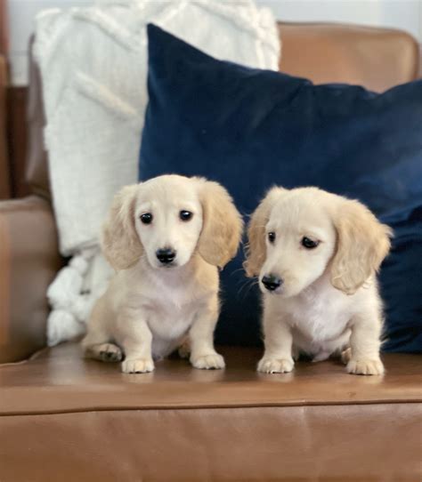 English Cream Miniature Dachshund Puppies Crème Of The Crop