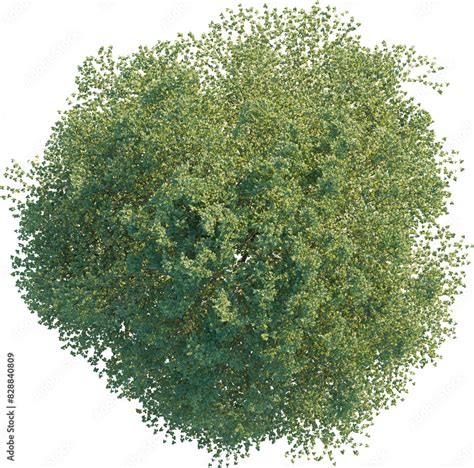 Tilia europaea tree top view, tree plan 4k png cutout Stock ...