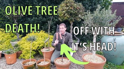 Olive Tree Death Off With Its Head Youtube
