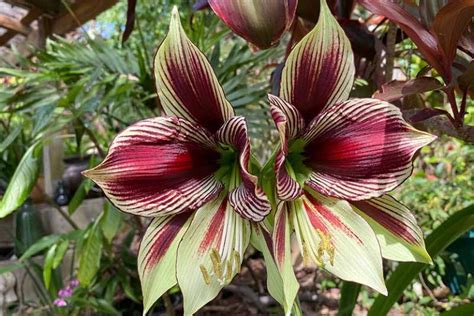 Tips For Growing Amaryllis Hippeastrum In The Garden Gardeners Path