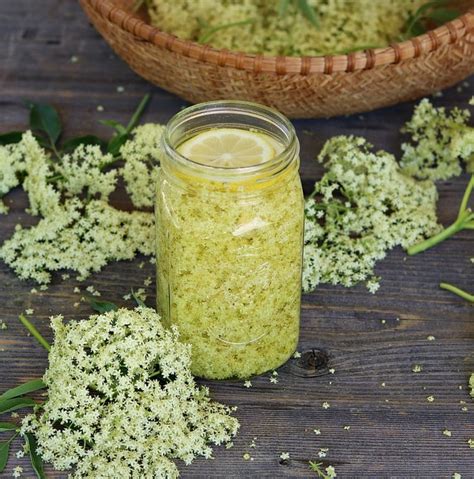 20+ Elderflower Recipes: cordial, liqueur, tea, jelly, cake + more!