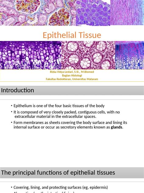 Epithelial Tissue Pdf Epithelium Tissue Biology