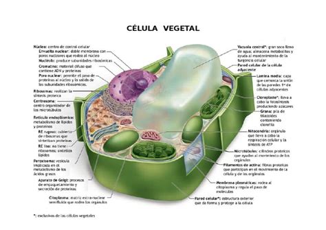 Organelas Da Célula Vegetal E Suas Funções - Celula Vegetal Rotulada E Funcoes Biologia Celular 1. Iniciando A