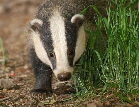 Badger Facts - Animal Facts Encyclopedia