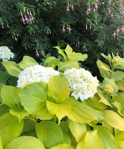 Unique Dwarf Hydrangeas for the Northwest - Fine Gardening