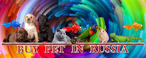 КУПИТЬ ЩЕНКА В РОССИИ | VK