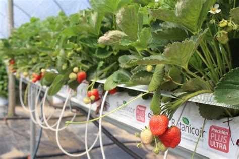 High Tunnels Bring Berries Success Under Cover Fruit Growers News