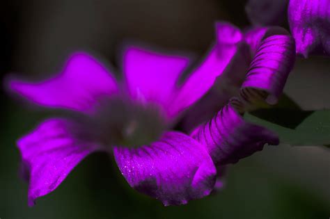 The Rise Of Flor Silvestre: Unveiling Her Multimillion-Dollar Legacy