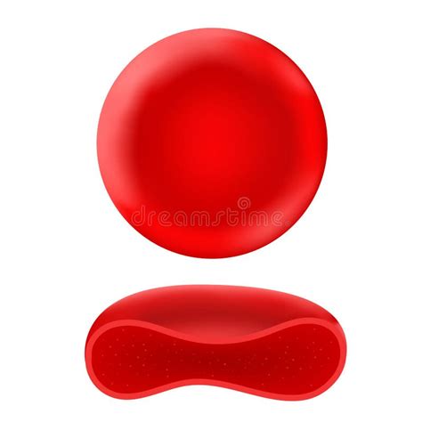 Red Blood Corpuscles In Humans Or Other Animals Stock Vector