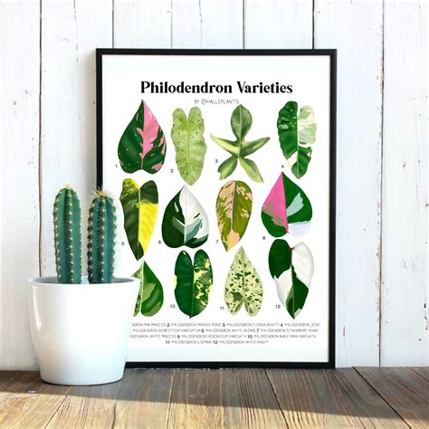 Variegated philodendron varieties plant identification chart digital