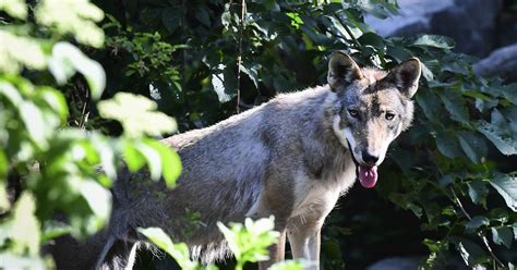 Sex vargar får skjutas i Sörmland SVT Nyheter