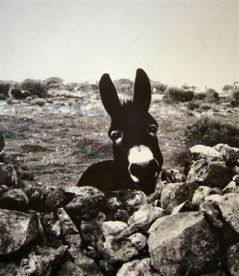 A Black And White Photo Of A Donkey Peeking Over Rocks