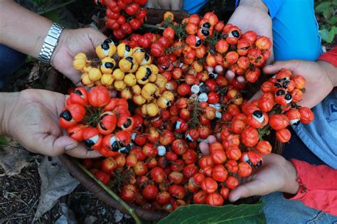 Gravida Pode Tomar Guarana Do Amazonas - Roteiro em Maués: Cidade do Amazonas é famosa pela produção de guaraná ...