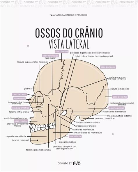 Pin On Anatomia Dental