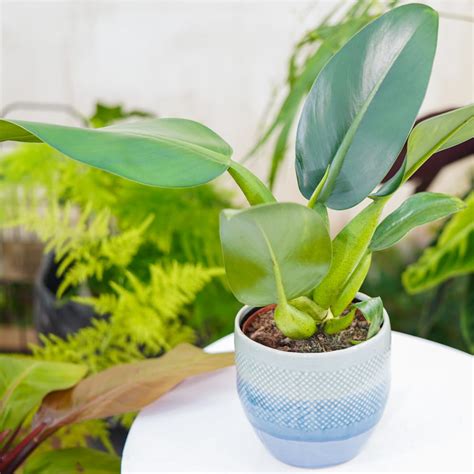 Philodendron Martianum Fatboy Pacova Cm Sklep Z Ro Linami