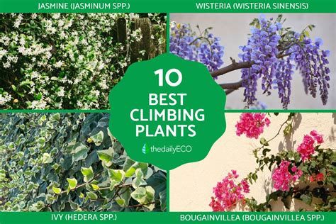 top  hardy climbing plants  outdoor vertical gardening names