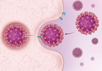 Infographic How SARS CoV 2 Immune Responses May Differ By Sex The Scientist Magazine