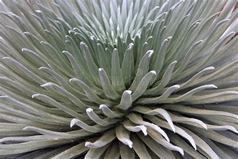 Silver Sword Plant Closeup Haleakala Stock Photo Image Of Mountain