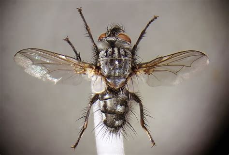 Phorocera Assimilis Pinned Female Ryton Wood Warwickshi Flickr