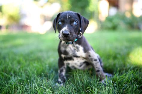 Adopt Catahoula Puppies Today Pets Thecountyoffice