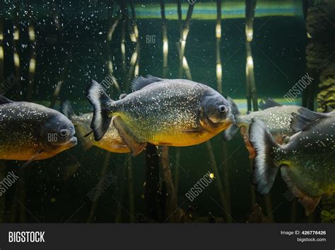 Red Belly Piranha Fish Tank