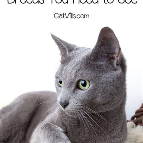 15 Gorgeous Grey Cat Breeds You Need To See With Pictures