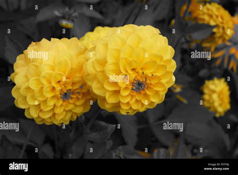 yellow dahlias Stock Photo - Alamy