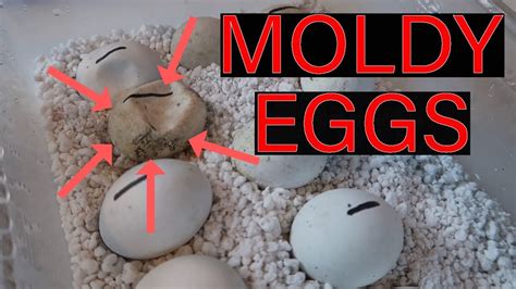 How To Treat Mold On Your Reptile Eggs Youtube